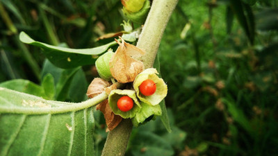 XOLDA Ashwagandha Seed(27 per packet)