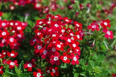 XOLDA verbena Flower Seed(36 per packet)