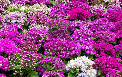 Mozette cineraria Flower Seed(27 per packet)