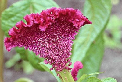 Mozette Cockscomb Flower Seed(32 per packet)