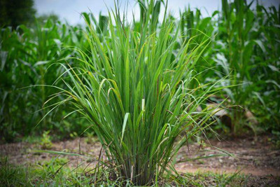 Mozette Hybrid lemon Grass Seed(60 per packet)