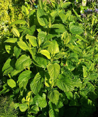 Mozette Hybrid Lemon Balm Seed(65 per packet)