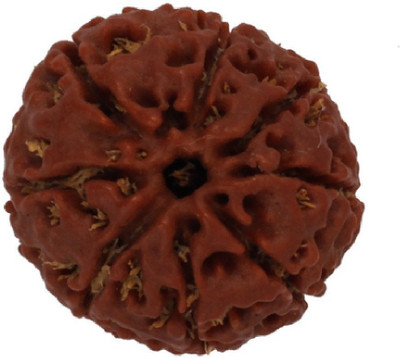 Astrodidi 8 Mukhi Rudraksha / Eight Face Rudraksha with Lab Certificate Wooden Yantra(Pack of 1)