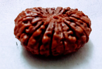 Vegga 15 mukhi rudraksha nepali / 15 mukhi Wood