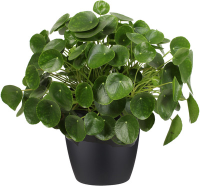Decorate The World Money Plant(Hybrid, Pack of 1)