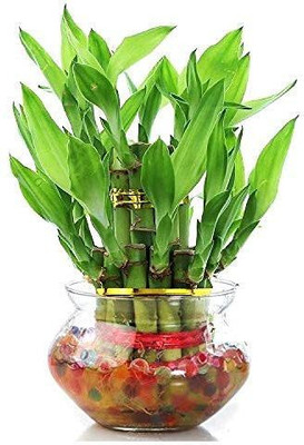 Phoolistan Two Layer Bamboo Plant(Hybrid, Pack of 1)
