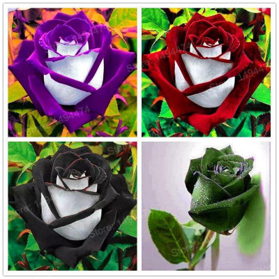 GreenyOn Rose Plant(Hybrid, Pack of 4)