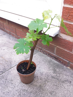greenplanthub Grapes Plant(Hybrid, Pack of 1)