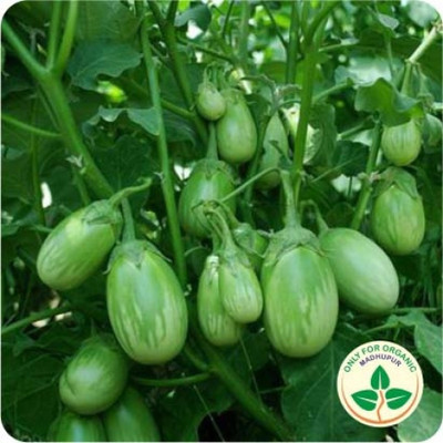 Paudha Brinjal Green Round plant Seed(46 per packet)