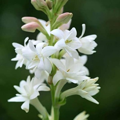 Udanta Rajnigandha / Tuberose 30 -Pcs Summer Flower Bulbs Fregransive A1 Qulities Seed(30 per packet)