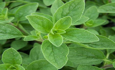 Mozette Marjoram Seed(17 per packet)