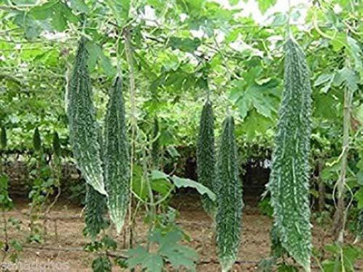 TRICONE Bittergourd Seed(75 per packet)