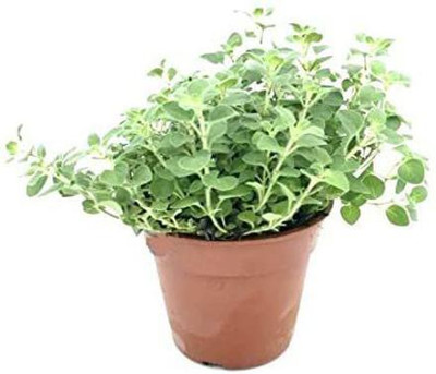 Mozette Marjoram Seed(27 per packet)