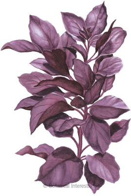 Mozette Basil purple Seed(17 per packet)