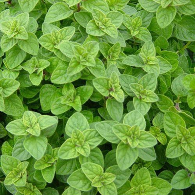 Paudha Oregano Seed(11 per packet)