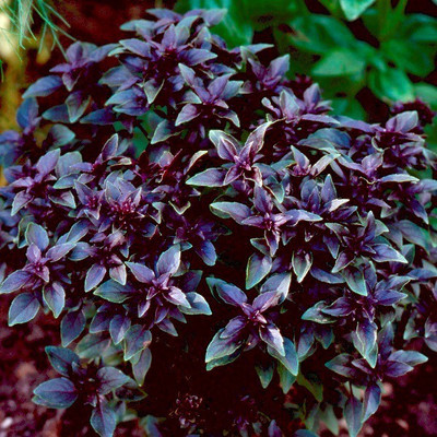 Mozette Hybrid Basil Purple Seed(55 per packet)