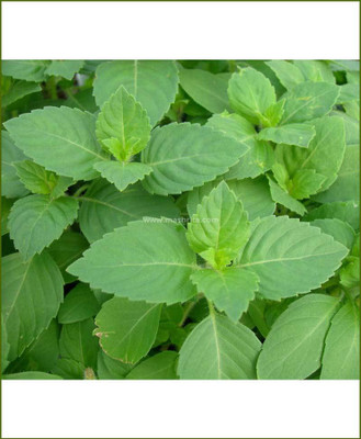 Mozette Hybrid Tulsi Seed(70 per packet)