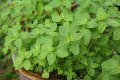Mozette Oregano Seed(47 per packet)