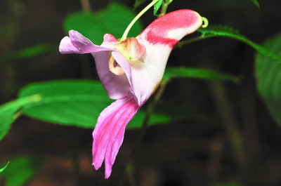 SeedsVille All Season Parrot Flower Seeds For Home Garden- 10 Seed(10 per packet)