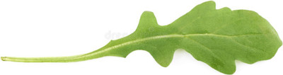 XOLDA Rocket Leaf Seed(37 per packet)