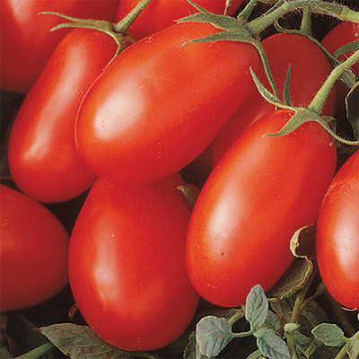 Paudha Tomato Roma Seed(20 per packet)