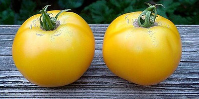 Mozette Tomato yellow Seed(52 per packet)