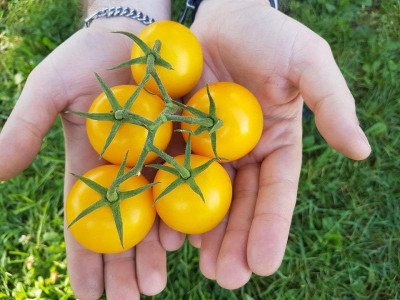 Paudha Tomato yellow Seed(15 per packet)