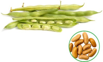 Early Green Organic French Beans 30 Seed(30 per packet)