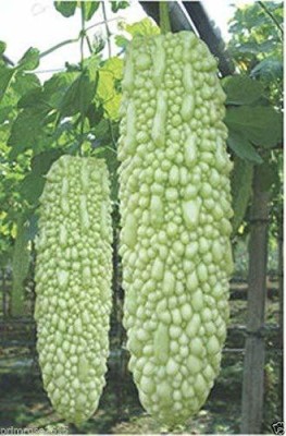 KANAYA Vegetable seed -Bitter Gourd - Karela Seeds F1 Hybrid Seed(65 per packet)