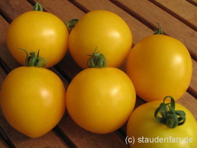 Paudha Tomato yellow Seed(30 per packet)