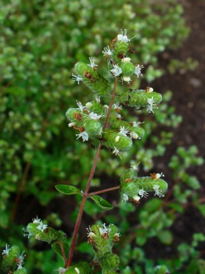 Mozette Marjoram Seed(37 per packet)