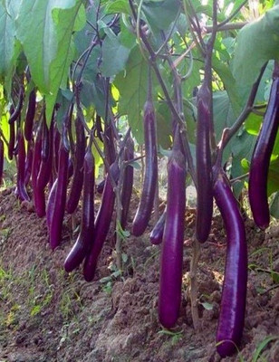 Mozette Brinjal purple Seed(27 per packet)