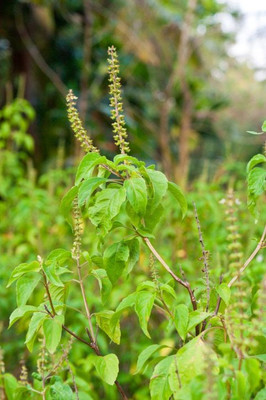 Paudha Tulsi Seed(25 per packet)
