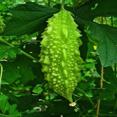 VibeX ® XLR-383 Small Bitter Gourd chota karela Seeds Seed(50 per packet)