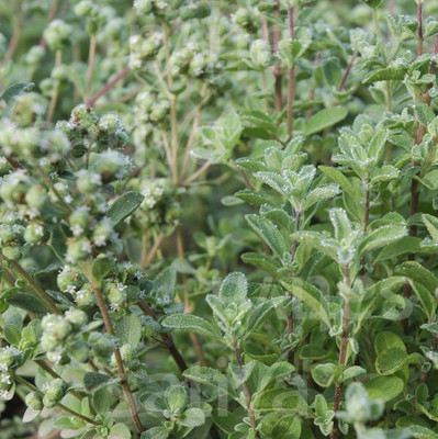 Mozette Marjoram Seed(47 per packet)