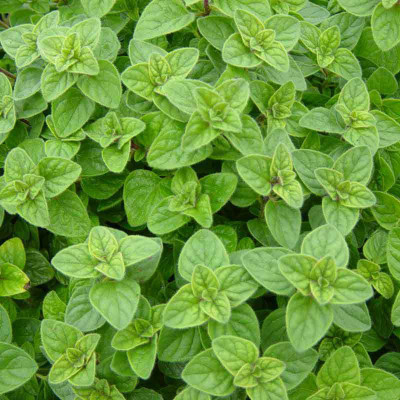 XOLDA Oregano Seed(12 per packet)