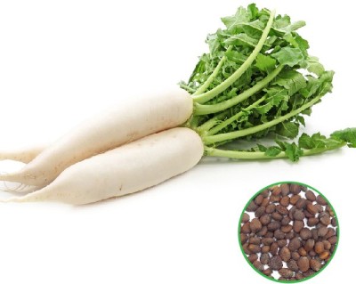 Early Green Organic Radish 50 Seed(50 per packet)