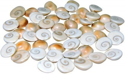 Senroar Gomti River Shell (Gomti Chakra) Decorative Showpiece (Pack of 21) Decorative Showpiece  -  1 cm(Stone, White)