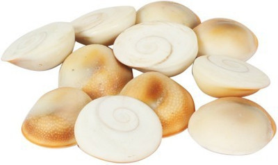 Senroar Seashell Gomati Chakra for Lakshmi Pooja,Astrological Shankh (Pack of 11) Decorative Showpiece  -  1 cm(Stone, White)