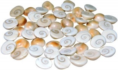 Senroar Seashell Gomati Chakra for Lakshmi Pooja,Astrological Shankh (Pack of 51) Decorative Showpiece  -  1 cm(Stone, White)