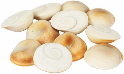 Senroar Gomti Chakra Shell (Gomti River Stone) Decorative Showpiece (Pack of 11) Decorative Showpiece  -  1 cm(Stone, White)
