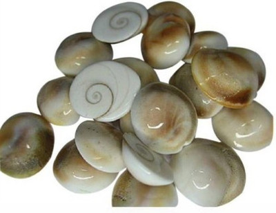 Senroar Gomti River Shell (Gomti Chakra) Decorative Showpiece (Pack of 21) Decorative Showpiece  -  1 cm(Stone, White)