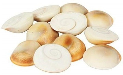 Senroar Gomti River Shell (Gomti Chakra) Showpiece White Brown (Pack of 5) Decorative Showpiece  -  1 cm(Stone, White)