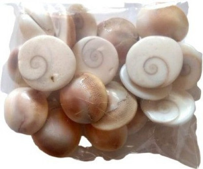 Senroar Seashell Gomati Chakra for Lakshmi Pooja,Astrological Shankh (Pack of 11) Decorative Showpiece  -  1 cm(Stone, White)