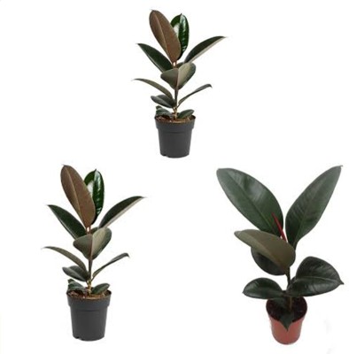 P AGREE Rubber Tree(Hybrid, Pack of 3)