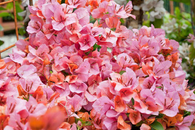 Plants Heaven Bougainvillea Plant(Hybrid, Pack of 1)