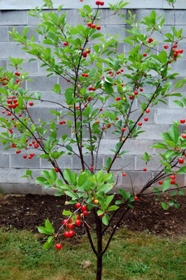 Risenshine Cherry Fruit Plant(Hybrid, Pack of 1)