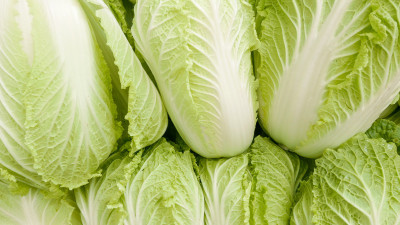 XOLDA Chinese Cabbage plant Seed(21 per packet)