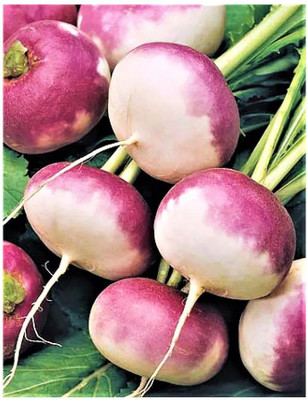Paudha Turnip White plant Seed(20 per packet)