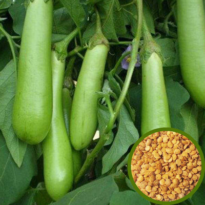 Sagarvanshi Long Green Brinjal 100 Seed(100 per packet)